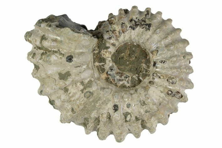 Bumpy Ammonite (Douvilleiceras) Fossil - Madagascar #247941